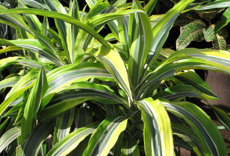 Tipos de Dracena